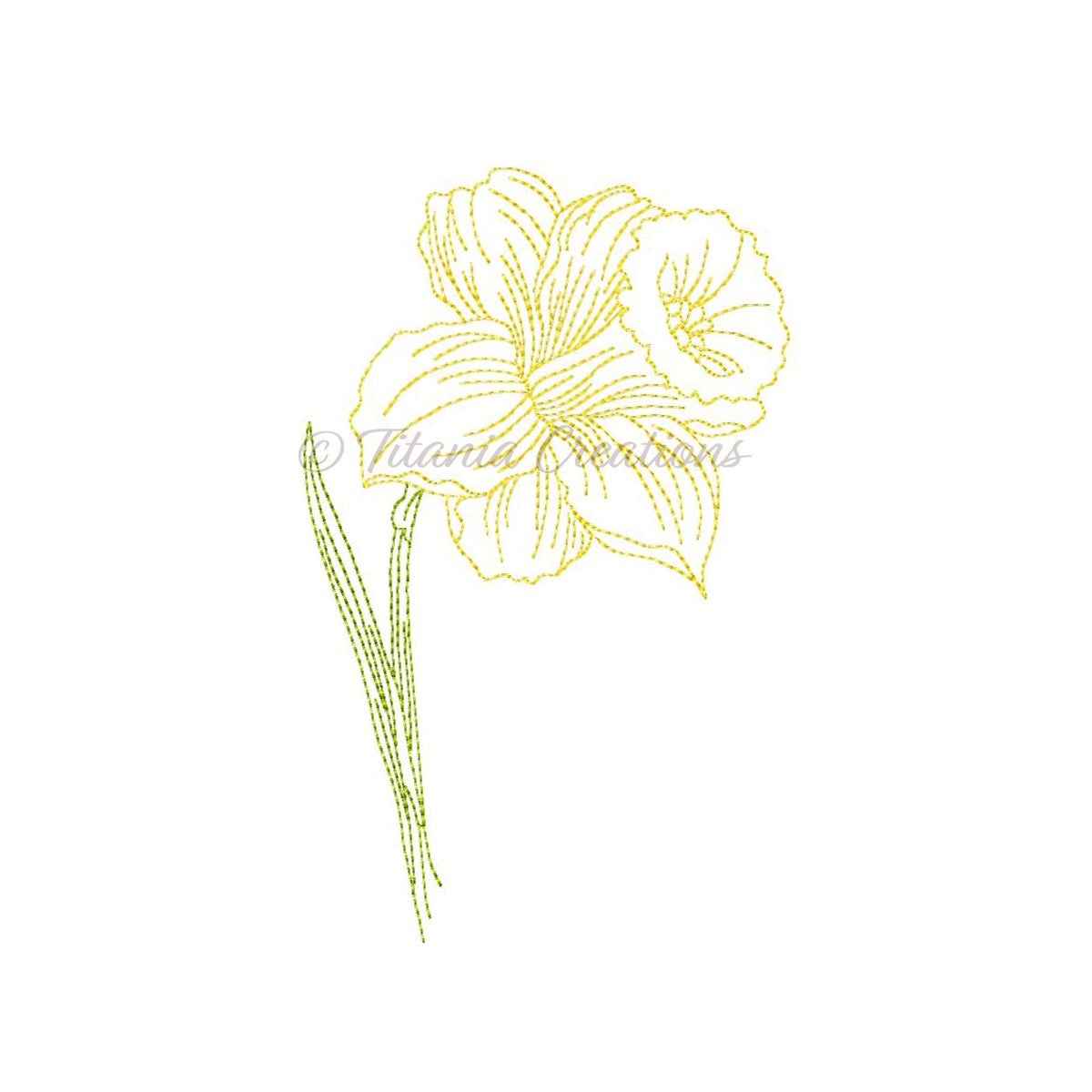 Sketch Daffodil 4x4 5x7