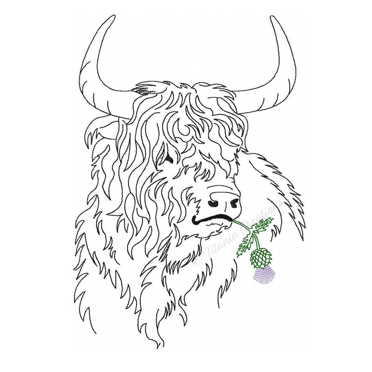 Highland Cattle with Thistle 5x7, 6x10, 8x12