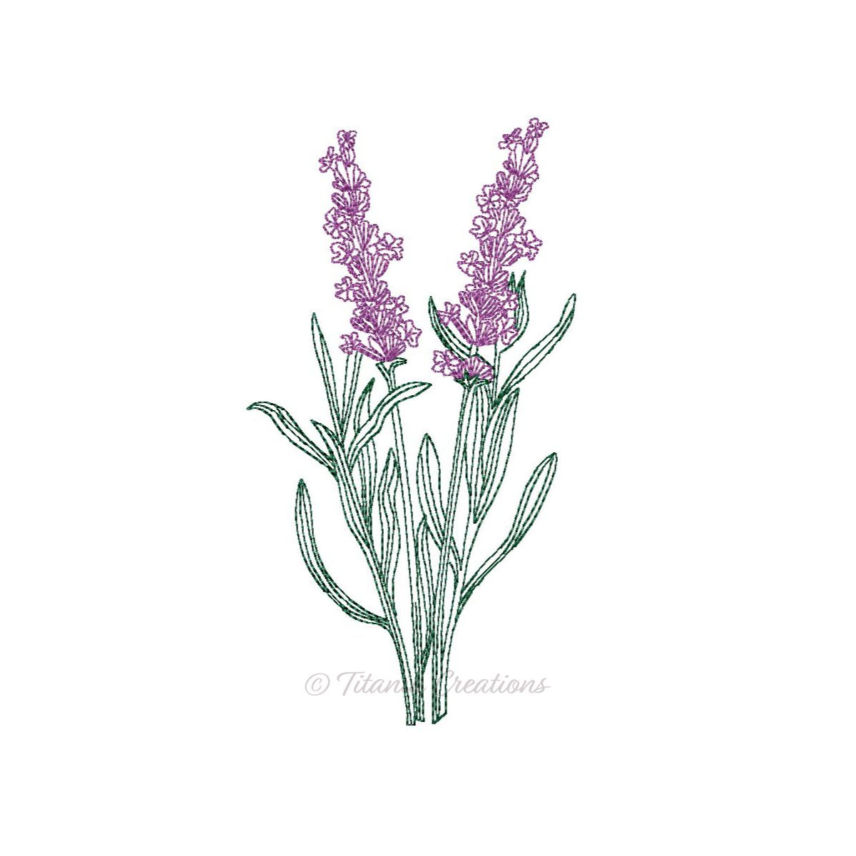 Sketch Lavender 4x4 5x7