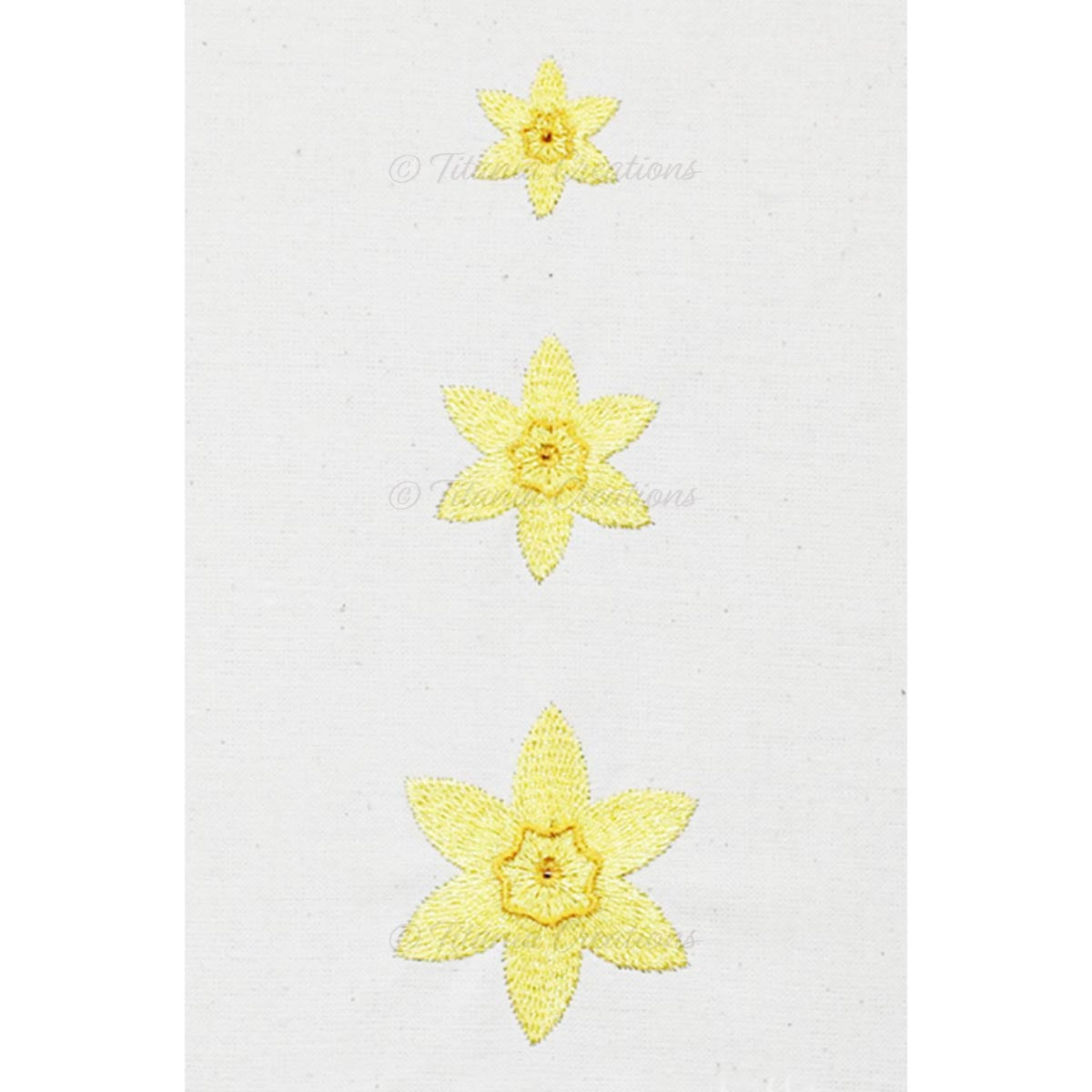 Miniature Daffodil 3 Sizes Included